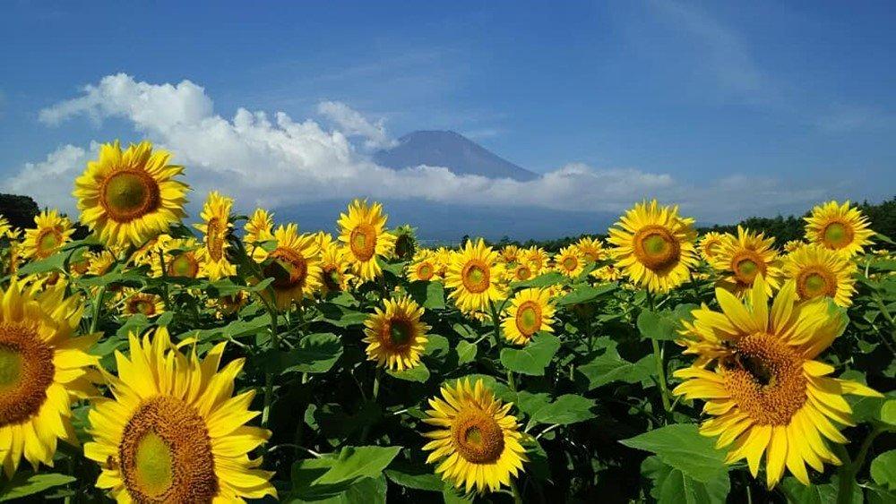 Kebun Bunga Hananomiyako Suguhkan Pemandangan Gunung Fuji