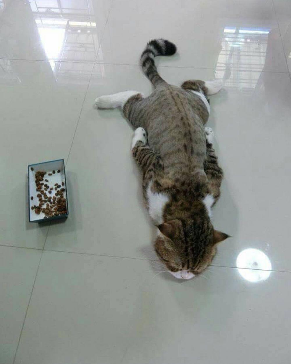 Gambar Kucing Receh 81021 Nama Untuk Kucing Comel Lucu 