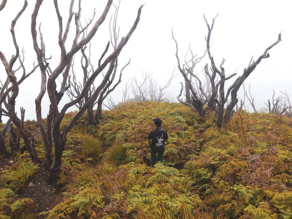 Pesona Hutan Mati Di Indonesia Ini Tampilkan Pohon Pohon Mati Yang