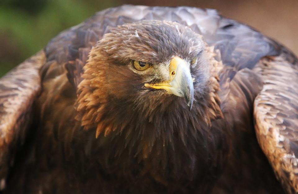 15+ Burung termahal di dunia terupdate