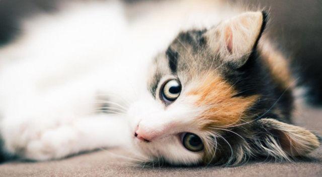 Khoceng Oren Udah Kena Stigma Buruk Ini 5 Watak Kucing 