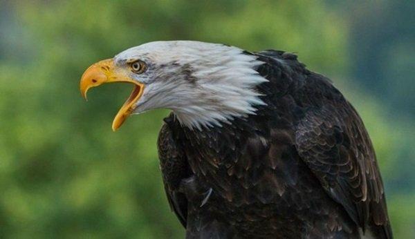 50+ Burung elang terbang sendiri terbaru