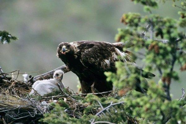 8 Filosofi Burung Elang Yang Bisa Kamu Tiru Kurio