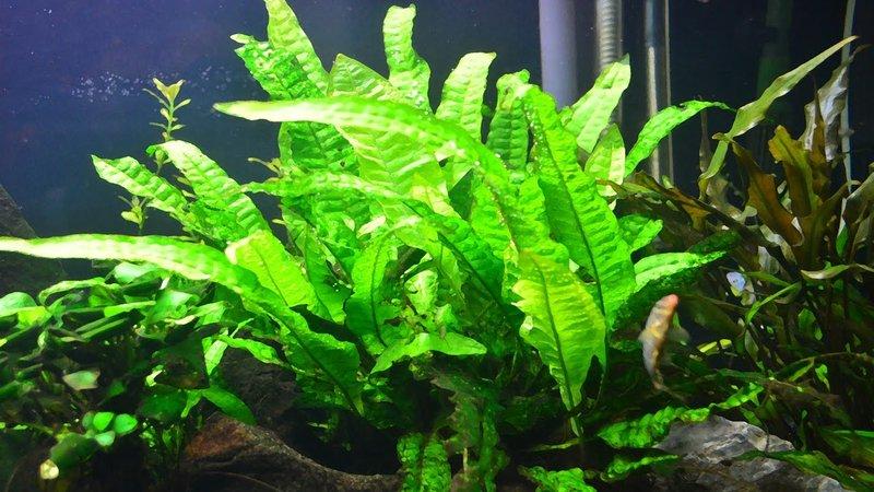 Bikin Aquarium Makin Cantik Ini 4 Rekomendasi Tanaman Hias Dalam