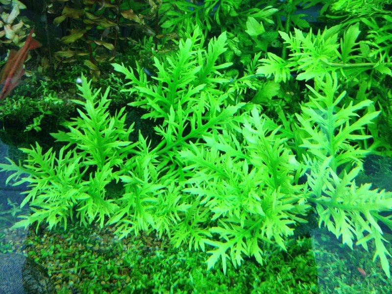 Bikin Aquarium Makin Cantik Ini 4 Rekomendasi Tanaman Hias Dalam