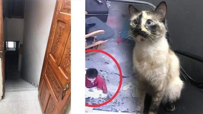 7300 Koleksi Gambar Kolase Kucing Terbaru