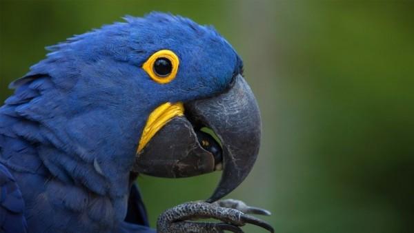 47++ Burung yang cantik di dunia terupdate