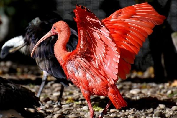 Kumpulan gambar untuk Belajar mewarnai: Gambar Hewan Tidak Ada Warna