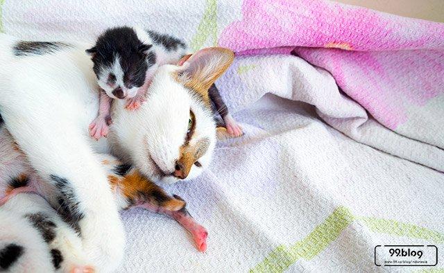 Begini Arti Kucing Melahirkan di Rumah Kita  Serta Hal yang 