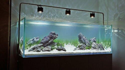 Tertarik Membuat Aquascape Ini 10 Langkah Membuat Aquascape Minimalis Dan Rekomendasi Produk Yang Bisa Anda Gunakan Kurio