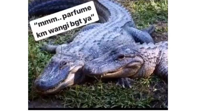 10 Meme Buaya Darat Versi Betina Ala Netizen Ini Bikin Geleng Kepala Kurio