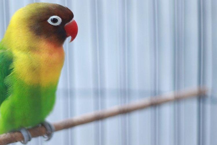 3 Penyebab Suara Serak Pada Burung Lovebird Dan Berikut Pengobatannya Kurio